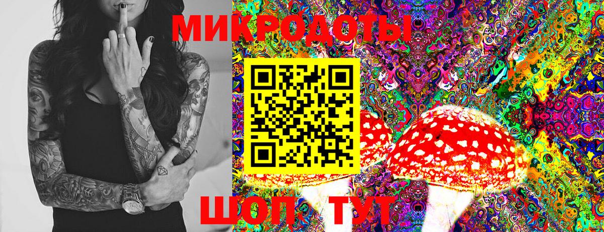 Псилоцибиновые грибы Psilocybe Северобайкальск